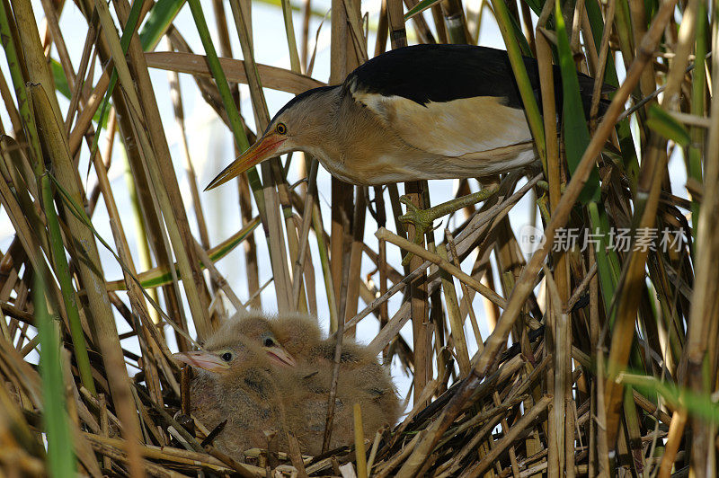 窝里的小卤鸟(Ixobrychus minutus)